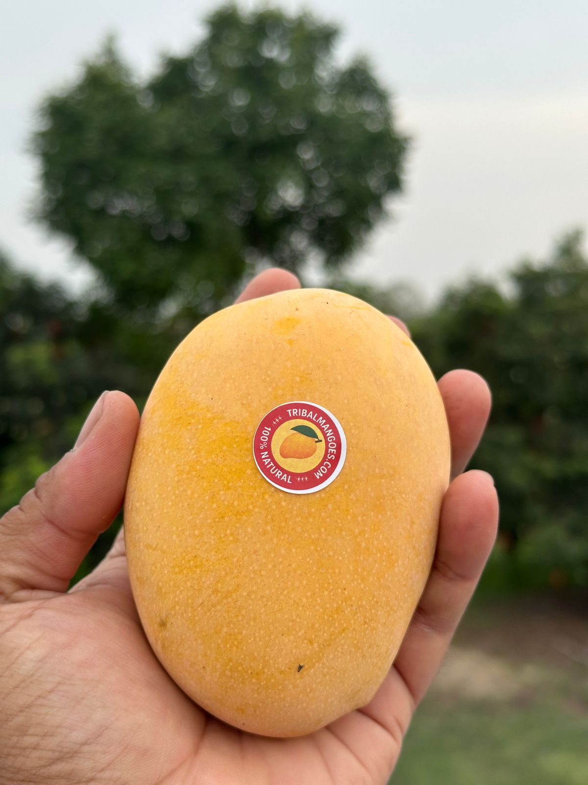 Alphonso Mango
